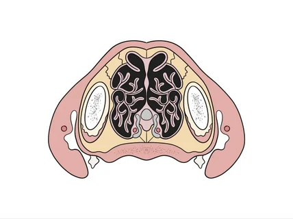 인체 및 동물 메디컬 일러스트