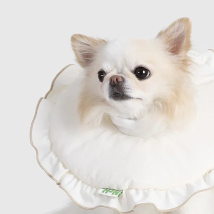 포트폴리오-[모델/촬영/조명] NRH 반려동물 방석, 넥카라 촬영