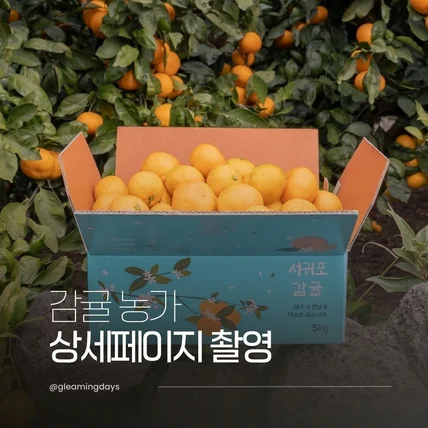 포트폴리오-서귀포 감귤 농가 촬영