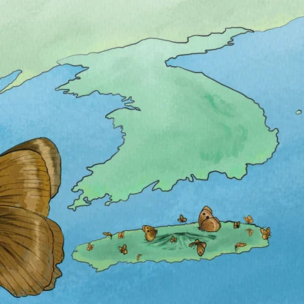 포트폴리오-문화제청 제주 멸종위기나비 다큐 일러스트 제작