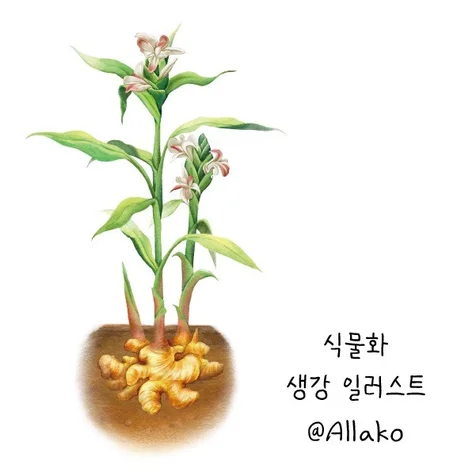 포트폴리오-[지평선농부들][식물화] 생강 일러스트