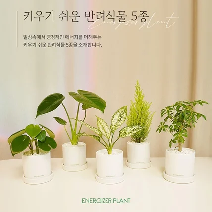 포트폴리오-에너자이저플랜트