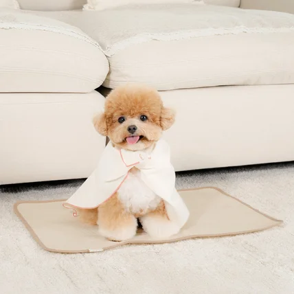 포트폴리오-[애견모델섭외/촬영/조명/보정] 25 S/S 반려동물 브랜드 촬영