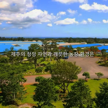 포트폴리오-[AI 영상 제작] 돼지고기 전문업체 브랜딩 AI 15초 광고영상