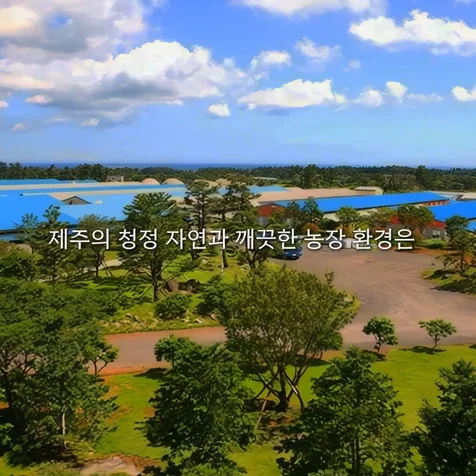 포트폴리오-[AI 영상 제작] 돼지고기 전문업체 브랜딩 AI 15초 광고영상