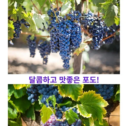 포트폴리오-잘 익은 포도를 주문해서 먹을수 있는법