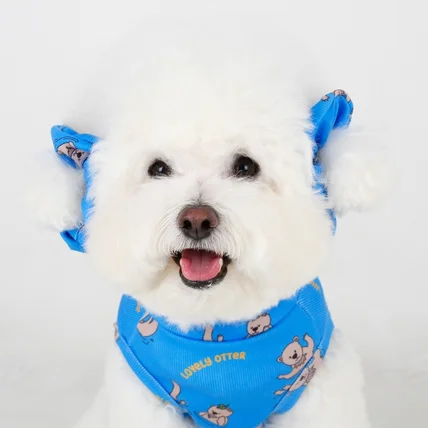 포트폴리오-[촬영/조명]25 S/S 강아지 의류브랜드 촬영