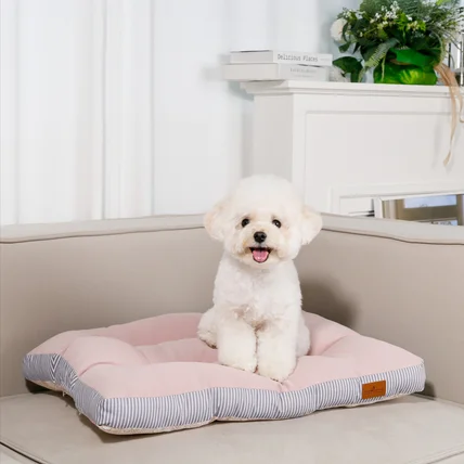 포트폴리오-[애견모델섭외/촬영/조명/보정] 25 S/S 반려동물 브랜드 촬영