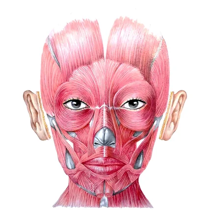포트폴리오-인체 얼굴(근육) 해부 일러스트 제작