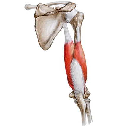 포트폴리오-교육용 인체 해부(뼈,근육) 일러스트 제작