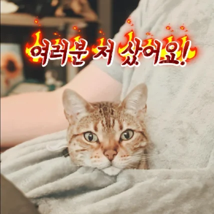 포트폴리오-[100만뷰 돌파] 반려동물 고양이 용품 전문 숏폼 제작, 마케팅 최적화 릴스·쇼츠