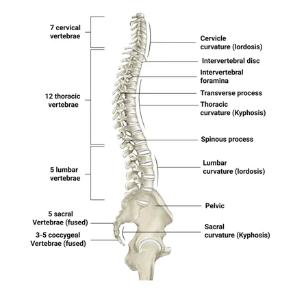 포트폴리오-척추 뼈 디스크 일러스트 제작