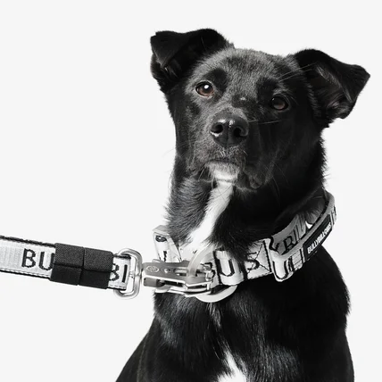 포트폴리오-[촬영/조명/모델/보정] 불리빌로우 목줄, 리드줄 제품 촬영