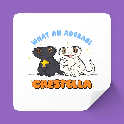 포트폴리오-CRESTELLA