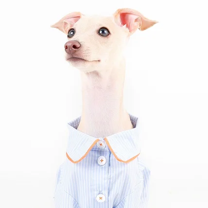 포트폴리오-[촬영/조명]25 S/S 강아지 파자마 촬영