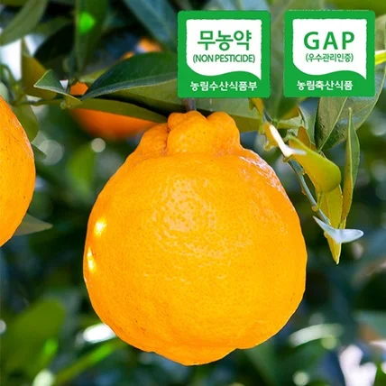 포트폴리오-#제주 한라봉 상세페이지