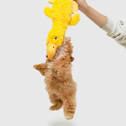 포트폴리오-[촬영/조명/모델]강아지 장난감 제품 촬영