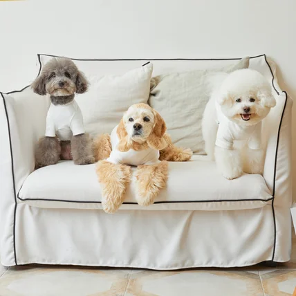 포트폴리오-포퍼베이비 애견룩북 촬영