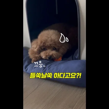 포트폴리오-[기획,촬영,편집]샤랩바이오_강아지 영양제