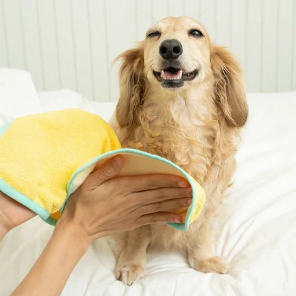 포트폴리오-[기획/섭외/촬영] 페티엔 강아지 산책매트, 산책가방, 펫타월 제품 촬영