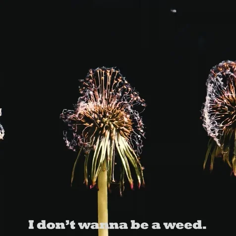 포트폴리오-I don't wanna be a weed