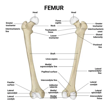 포트폴리오-대퇴골(FEMUR) 뼈 일러스트 제작
