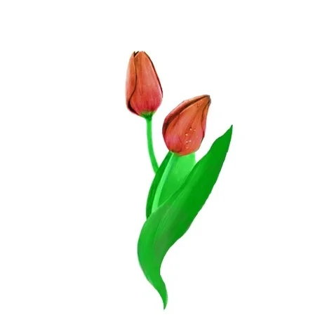 포트폴리오-[개인 주문] 튤립 일러스트