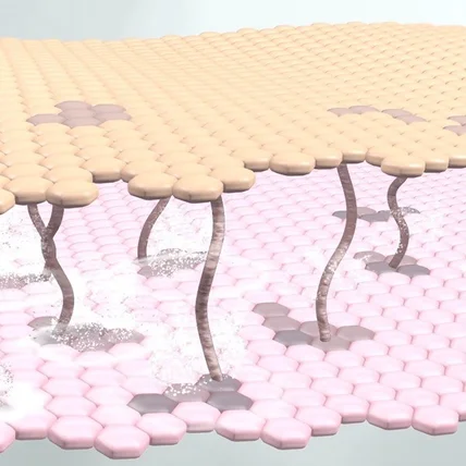 포트폴리오-[3D모델링] 아이오페_3D 피부 단면도