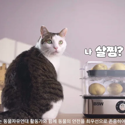 포트폴리오-[기획/촬영/편집] 11번가 11키티즈 제품 광고 영상 촬영 (찜기 ver.)