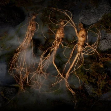 포트폴리오-산삼 상세페이지