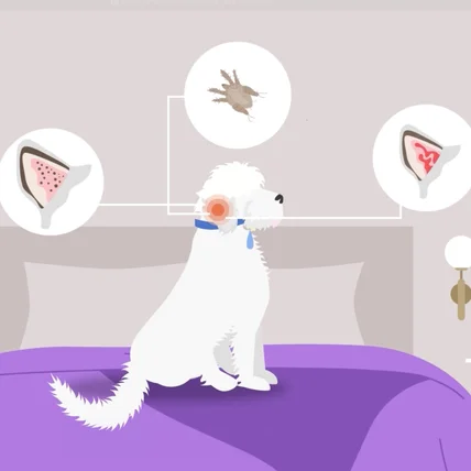 포트폴리오-[모션그래픽] CES혁신상 출품작_ 오티톤매티컬 펫케어치료기