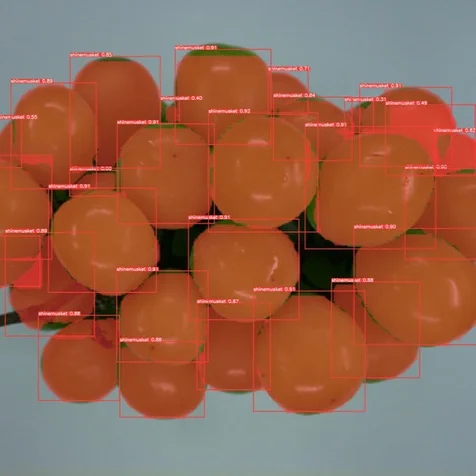 포트폴리오-스마트팜 자동수확을 위한 Instance Segmentation