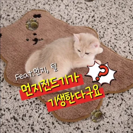 포트폴리오-[모델] 퍼벨로 브러쉬 촬영 / 아기 고양이 모델 브숏 브리티쉬 고양이 모델