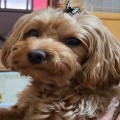 콩이*****_썸네일