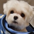 로렐*****_썸네일