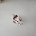 오룡*****_썸네일
