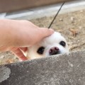 헬로*****_썸네일
