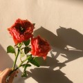 Ro*****_썸네일