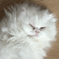 토키*****_썸네일