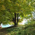 Treeway 프로필
