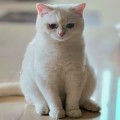 슈필*****_썸네일