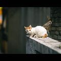 뭉게*****_썸네일