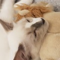 라오*****_썸네일