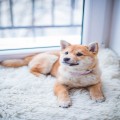 코코*****_썸네일