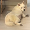 링고*****_썸네일