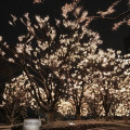 K9*****_썸네일