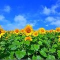 Ji*****_썸네일