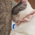 낙천*****_썸네일