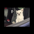K9*****_썸네일
