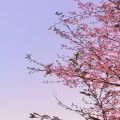 망고*****_썸네일